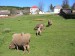 ovce[1] (2).jpg